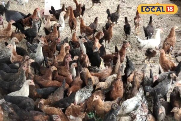 युवाओं के लिए मिसाल है ये आईटीआई मुर्गा वाला, कड़कनाथ और सोनाली से कर रहा लाखों की कमाई