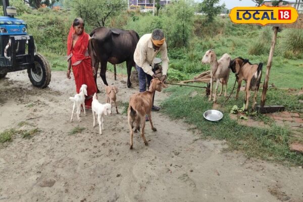बकरियों ने उपेंद्र को बना दिया लखपति, पहले बीमारी में भी करनी पड़ती थी मजदूरी
