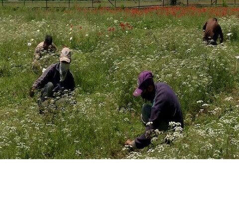 कम लागत में शुरू करें ये मुनाफे वाला बिजनेस, हर महीने होगी 2 लाख तक की कमाई, जानें कैसे करें स्टार्ट? – new business idea cumin farming business opportunities low investment business business news mbh
