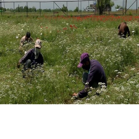 कम लागत में शुरू करें ये मुनाफे वाला बिजनेस, हर महीने होगी 2 लाख तक की कमाई, जानें कैसे करें स्टार्ट? – new business idea cumin farming business opportunities low investment business business news mbh