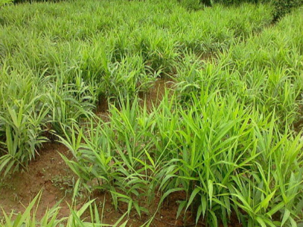 नौकरी छोड़ 7 लाख रुपये में शुरू करें ये बिजनेस, 15 लाख से ज्यादा का होगा मुनाफा, जानिए कैसे करें स्टार्ट? – business idea start ginger farming with rs 7 lakh and earn 15 lakh rupees samp