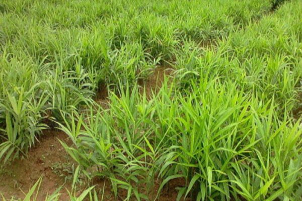 नौकरी छोड़ 7 लाख रुपये में शुरू करें ये बिजनेस, 15 लाख से ज्यादा का होगा मुनाफा, जानिए कैसे करें स्टार्ट? – business idea start ginger farming with rs 7 lakh and earn 15 lakh rupees samp