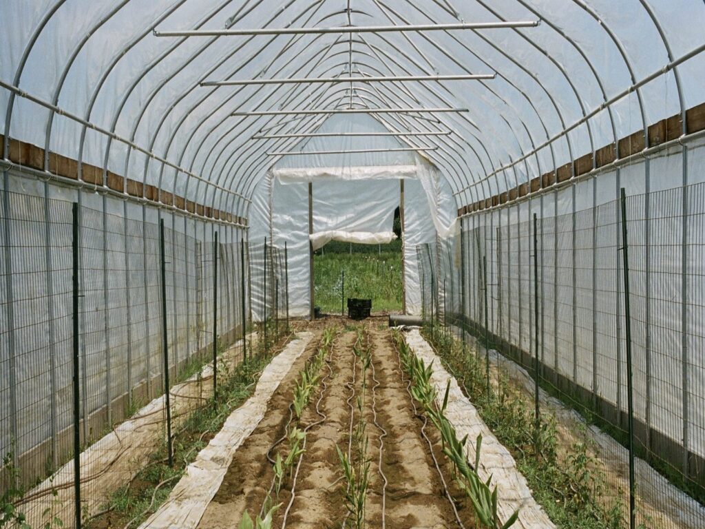 7 लाख रुपये में शुरू करें ये कारोबार होगा 15 लाख से ज्यादा का मुनाफा, जानिए इस बिजनेस की खासियत? – business opportunity earn 15 lakh rupees with start ginger farming samp