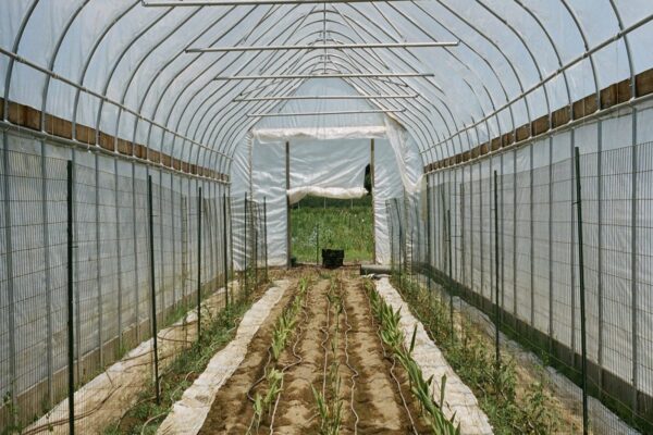 7 लाख रुपये में शुरू करें ये कारोबार होगा 15 लाख से ज्यादा का मुनाफा, जानिए इस बिजनेस की खासियत? – business opportunity earn 15 lakh rupees with start ginger farming samp