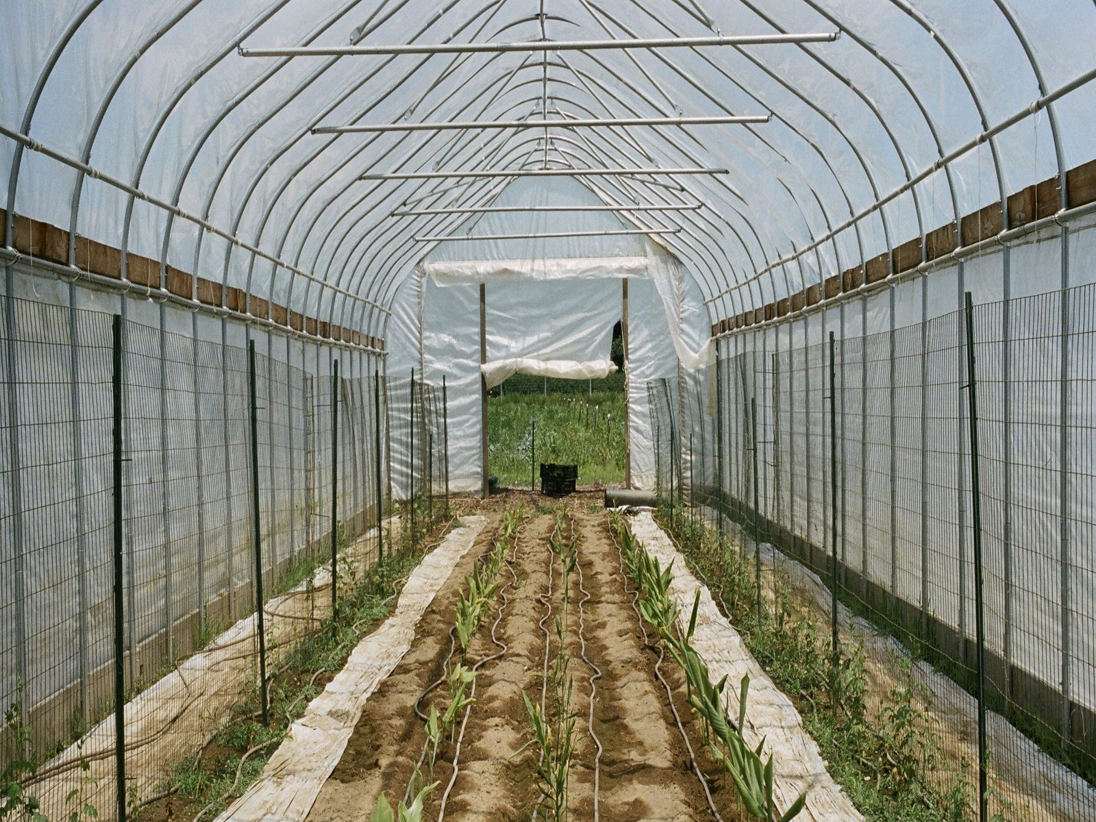 7 लाख रुपये में शुरू करें ये कारोबार होगा 15 लाख से ज्यादा का मुनाफा, जानिए इस बिजनेस की खासियत? – business opportunity earn 15 lakh rupees with start ginger farming samp