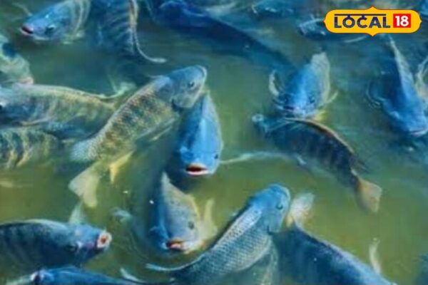 गर्मी–बरसात में मछली पालन: ये टिप्स अपनाएंगे तो मछलियां रहेंगी तंदरुस्त, ग्रोथ होगी डबल