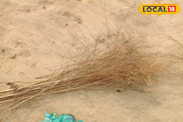 सरसों के डंठल को फेंकना छोड़िए, जानिए इससे कैसे होगी अच्छी कमाई, बस इन 5 तरीकों को अपनाइए – Uttar Pradesh News