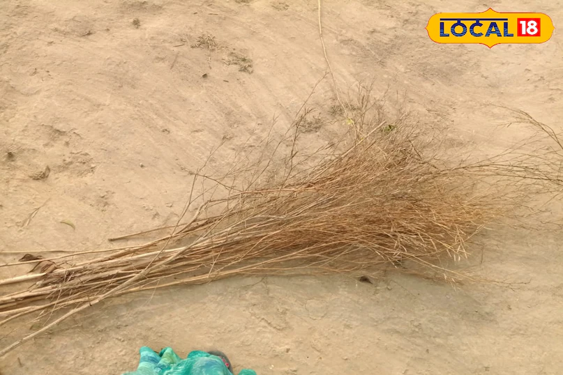 सरसों के डंठल को फेंकना छोड़िए, जानिए इससे कैसे होगी अच्छी कमाई, बस इन 5 तरीकों को अपनाइए – Uttar Pradesh News