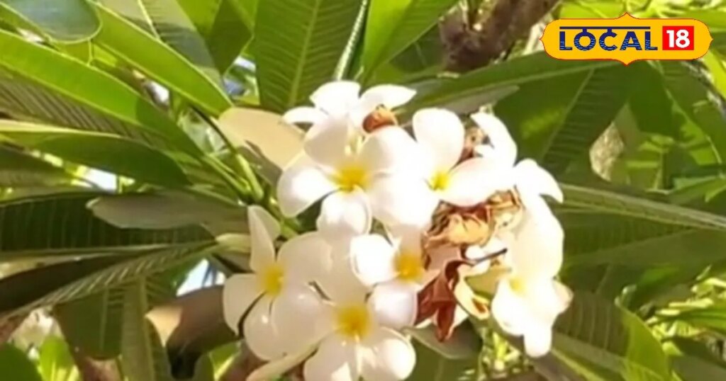 12 इंच के पत्ते का कमाल! अल्सर से लेकर जोड़ों के दर्द का दुश्मन, आयुर्वेद में माना जाता संजीवनी