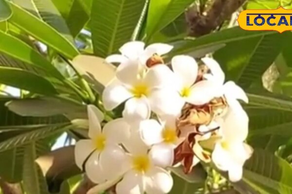 12 इंच के पत्ते का कमाल! अल्सर से लेकर जोड़ों के दर्द का दुश्मन, आयुर्वेद में माना जाता संजीवनी