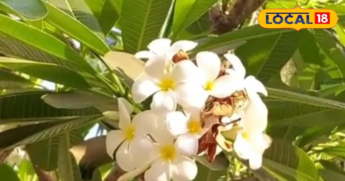 12 इंच के पत्ते का कमाल! अल्सर से लेकर जोड़ों के दर्द का दुश्मन, आयुर्वेद में माना जाता संजीवनी