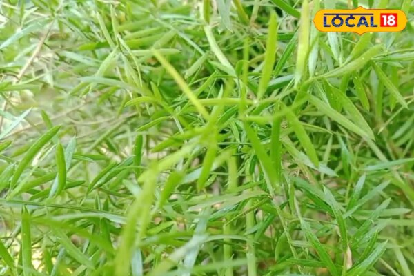 महिलाओं के लिए अमृत समान है ये पौधा, सिर्फ एक बार लगाएं, सालों साल पाएं अनगिनत फायदे