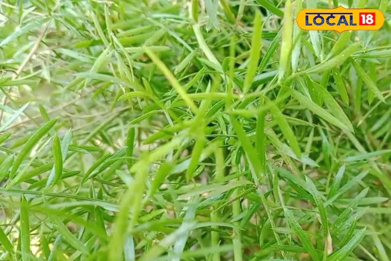 महिलाओं के लिए अमृत समान है ये पौधा, सिर्फ एक बार लगाएं, सालों साल पाएं अनगिनत फायदे