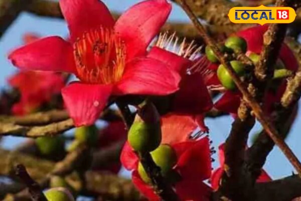 सेहत के लिए बेहद करामाती है यह पौधा, फूल-पत्ते, छाल सब औषधि, नस-नस में भर देता है खून