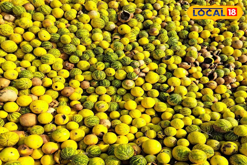 औषधीय गुणों की खान है यह रेगिस्तानी फल, कड़वा है लेकिन सेहत के लिए वरदान, जानें इसके चौंकाने वाले फायदे