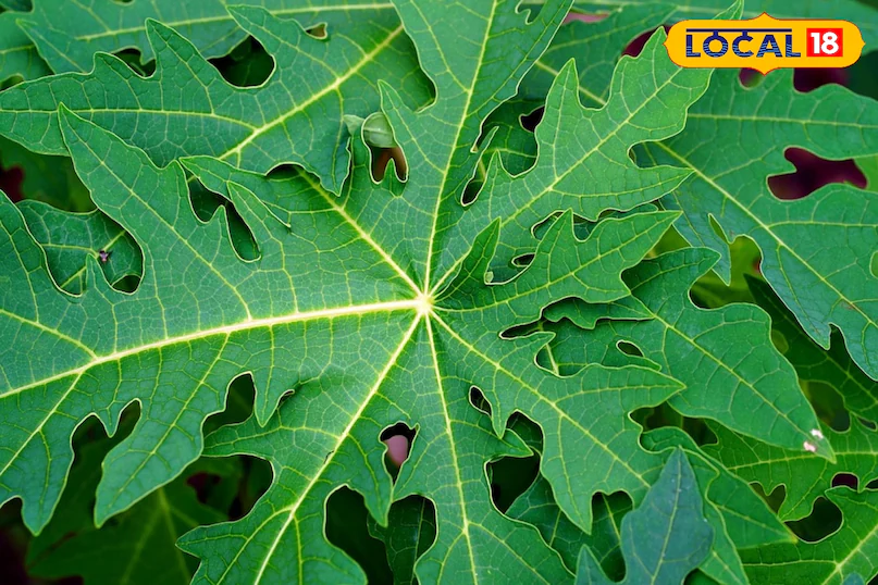 पपीते के पत्तों का चमत्कारी लाभ, छिपा है इन 5 गंभीर बीमारियों का इलाज, आयुर्वेदाचार्य ने दी जानकारी