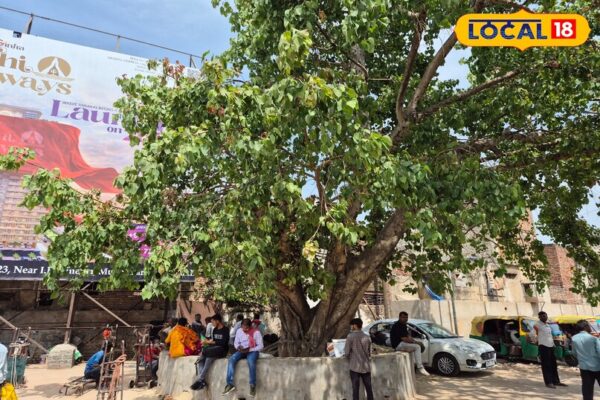 पीपल के फायदे: धार्मिक महत्व, औषधीय गुण और पर्यावरण के लाभ