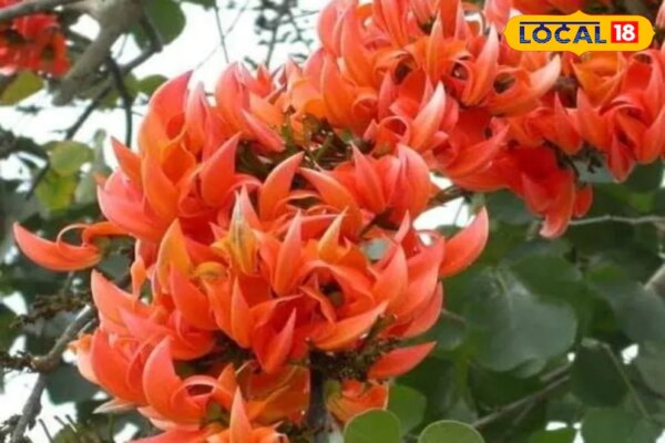 पलाश के फूल के फायदे: लू, डायबिटीज और त्वचा रोग में असरदार