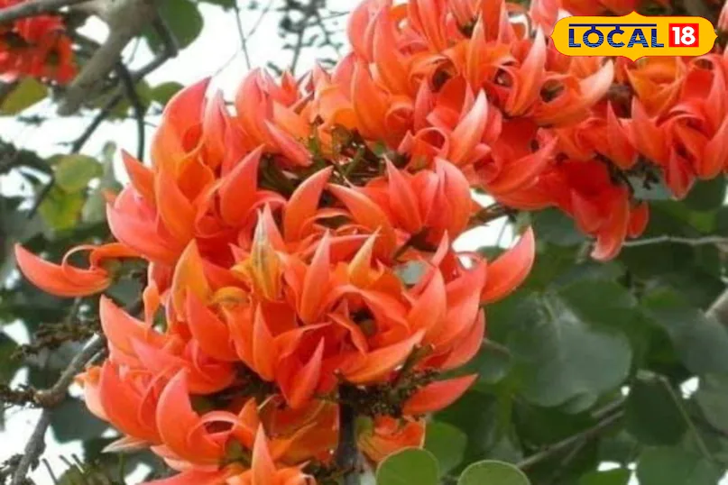 पलाश के फूल के फायदे: लू, डायबिटीज और त्वचा रोग में असरदार