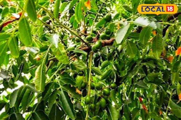 नीम ही नहीं इस पेड़ के पत्ते, छाल, फल व फूल सब बीमारियों में फायदेमंद, आयुर्वेद में है सेहत का खजाना