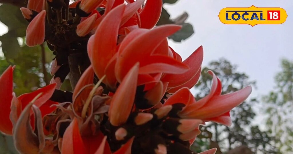 शुगर से लेकर वात रोग तक में रामबाण…साल में सिर्फ एक बार खिलता ये फूल, अभी रख लें वरना खोजने पर भी मिलेगा नहीं