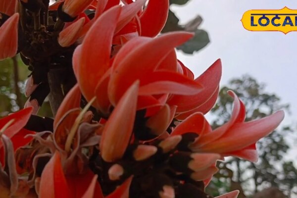 शुगर से लेकर वात रोग तक में रामबाण…साल में सिर्फ एक बार खिलता ये फूल, अभी रख लें वरना खोजने पर भी मिलेगा नहीं