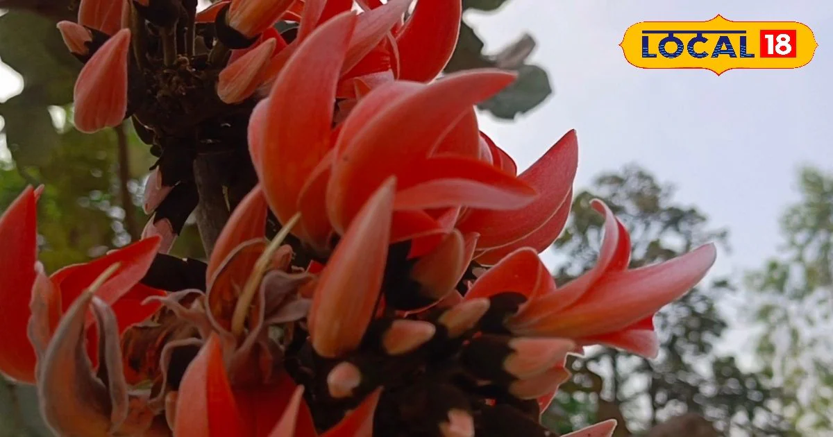 शुगर से लेकर वात रोग तक में रामबाण…साल में सिर्फ एक बार खिलता ये फूल, अभी रख लें वरना खोजने पर भी मिलेगा नहीं