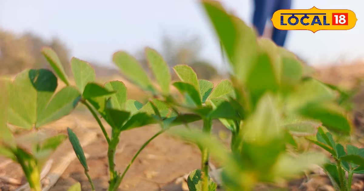 किचन में छुपा है सेहत का खजाना! रिसर्च में खुलासा, जानें काली मिर्च, अश्वगंधा और गिलोय के चौंकाने वाले फायदे