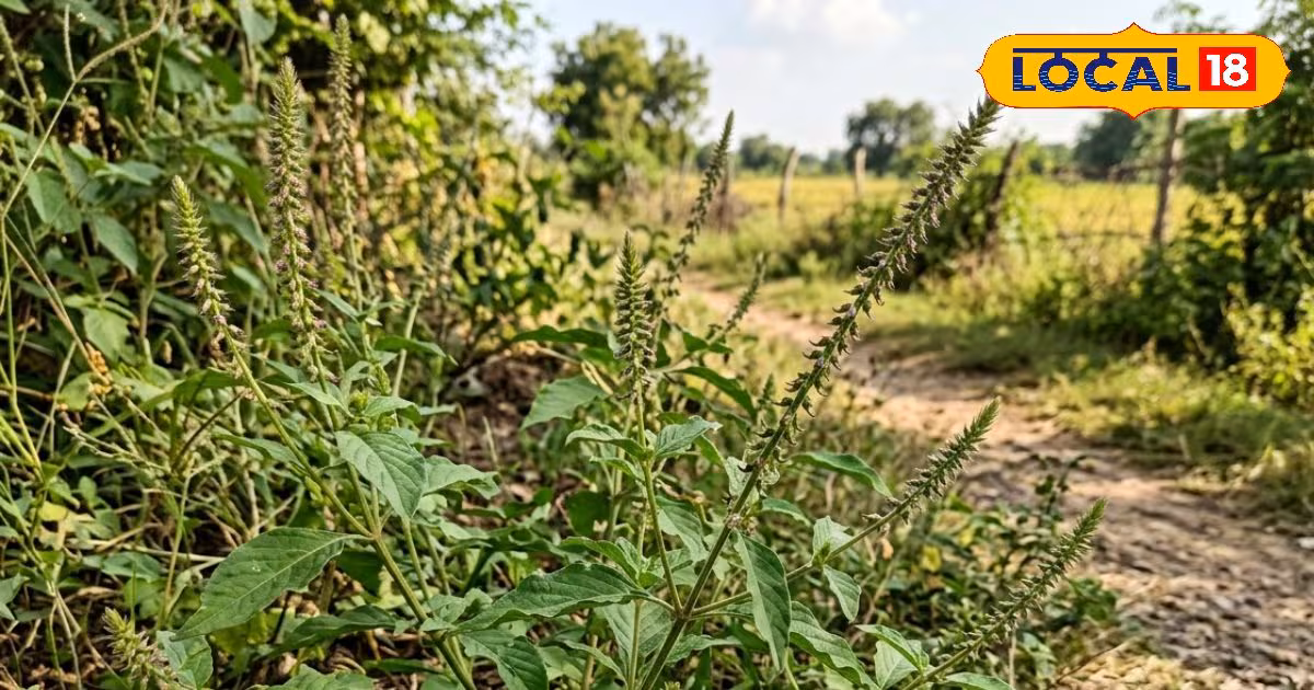 ऑपरेशन की जरूरत नहीं! इस पौधे के सामने फेल है पत्थरचट्टा, ऐसे किया सेवन तो किडनी से गायब होंगे स्टोन्स