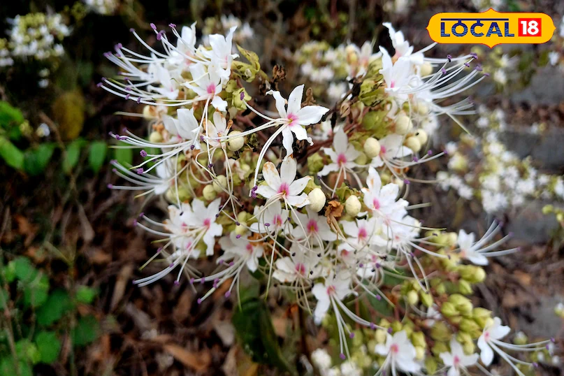 सांप-बिच्छू के काटने से लेकर स्किन इंफेक्शन तक… भटवास है काम की जड़ी-बूटी, कैसे करें इस्तेमाल जानें यहां