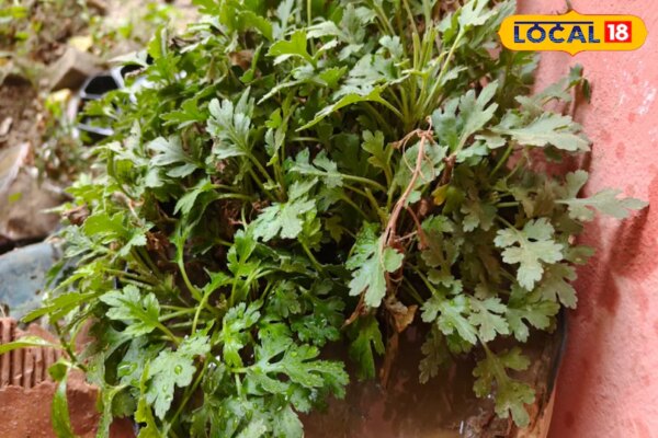 तनाव, शुगर और पाचन में रामबाण है गुलदाउदी, ऐसे करें इस्तेमाल, फायदे जानकर रह जाएंगे हैरान