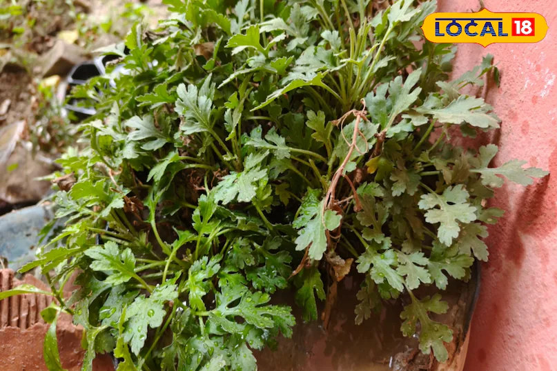 तनाव, शुगर और पाचन में रामबाण है गुलदाउदी, ऐसे करें इस्तेमाल, फायदे जानकर रह जाएंगे हैरान