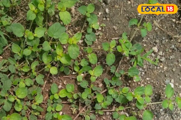 गुर्दे की पथरी को गलाकर राख बना देगा यह पौधा! कई गंभीर बीमारियों के लिए काल, ऐसे करें इस्तेमाल