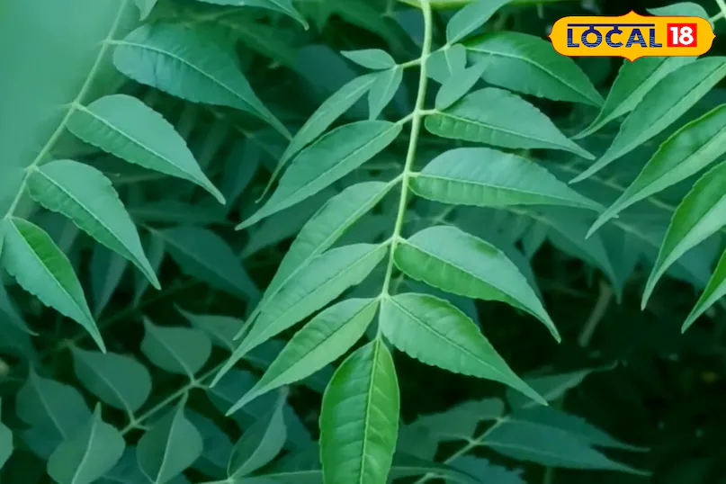 स्किन एलर्जी और फोड़े-फुंसी से राहत चाहिए? बकायन करेगा अंदर से बॉडी क्लीन, जोड़ों के दर्द में भी देगा राहत