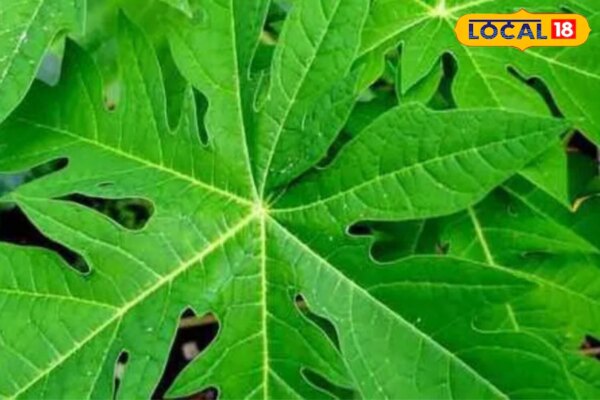 पपीता नहीं, उसके पत्ते भी वरदान… पाचन और इम्यूनिटी के लिए रामबाण, जानिए इस्तेमाल का तरीका और फायदे!
