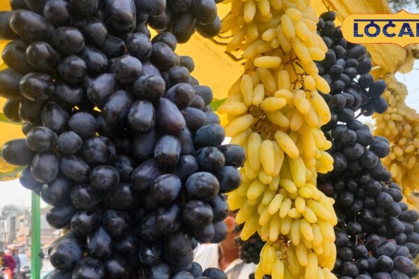 Health Tips: हेल्दी रहना है जरूरी? काला या हरा, कौन देगा ज्यादा हेल्थ बेनिफिट्स? एक्सपर्ट से जानें