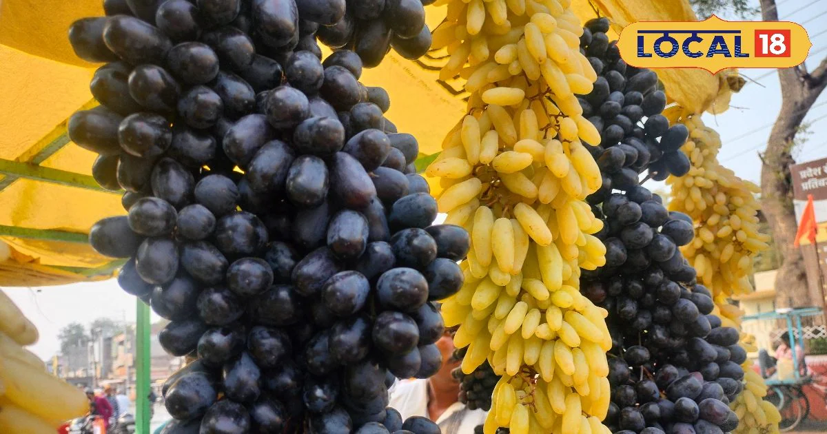 Health Tips: हेल्दी रहना है जरूरी? काला या हरा, कौन देगा ज्यादा हेल्थ बेनिफिट्स? एक्सपर्ट से जानें