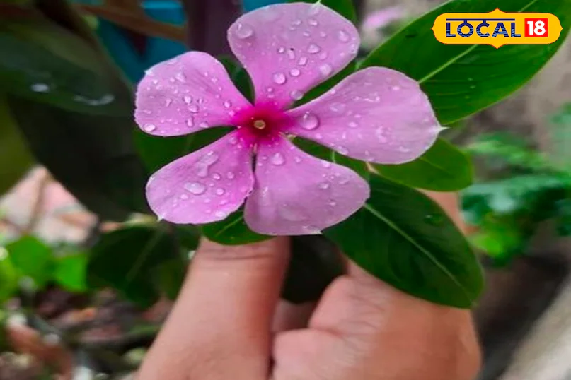 सेहत का खजाना है सफेद और गुलाबी फूल! डायबिटीज से लेकर फोड़े-फुंसी के लिए बेहतरीन जड़ी बूटी