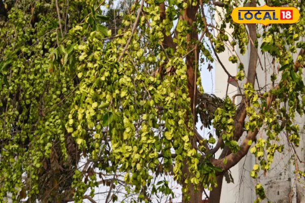 चिलबिल के चमत्कारी फायदे! बवासीर से लेकर त्वचा रोग तक, जानिए इसके असरदार आयुर्वेदिक उपयोग