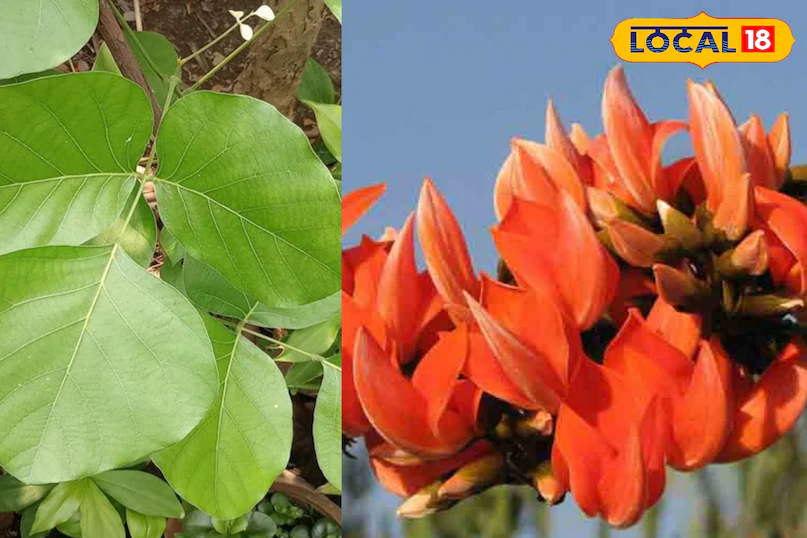 palash flower health benefits | natural heat stroke prevention tips | पलाश के फूल के फायदे | हीट स्ट्रोक से बचाव के उपाय |