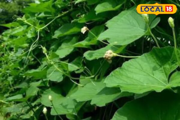पोषक तत्वों का खजाना…. लौकी के पत्ते हर रोज़ क्यों खाएं? त्वचा, वजन और हृदय के लिए रामबाण, जानिए फायदे