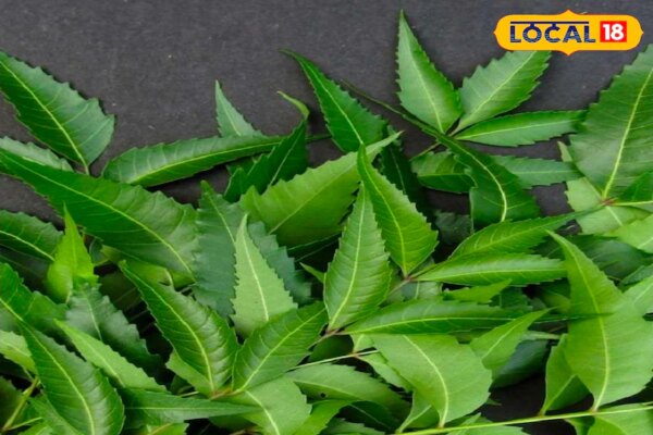 कई बीमारियों के लिए काल है नीम का पत्ता! रोजाना बस इतनी पत्तियों का करें सेवन, जानिए आयुर्वेदिक फायदे