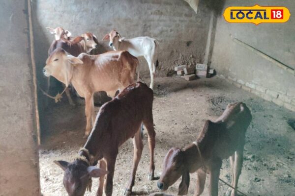गौ सेवा के साथ ही शुरू कर दिया स्वरोजगार, तीन गाय से बढ़कर हो गईं 40 गाय, कमाई सुन उड़ जाएंगे होश