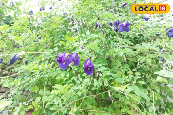 बेकार नहीं बेहद कीमती हैं ये फूल, इनसे बनती है 8000 रुपए किलो बिकने वाली चाय