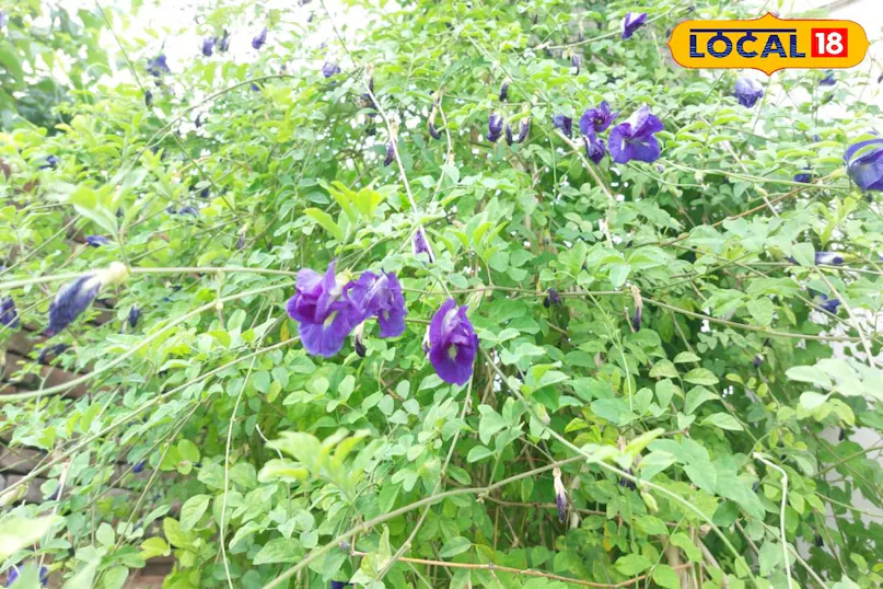 बेकार नहीं बेहद कीमती हैं ये फूल, इनसे बनती है 8000 रुपए किलो बिकने वाली चाय