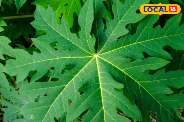 सिर्फ फल नहीं इसके पत्ते भी है चमत्कारी, डायबिटीज और कैंसर से बचाव में प्रभावी; जानें सेव का सही तरीका