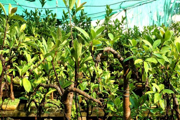 ₹20000 रुपये में शुरू करें इस पौधे की खेती, आराम से होगी 3.5 लाख की कमाई, जानिए कैसे? – start bonsai plant farming just rs 20k and get 3 lakh rupees benefits samp