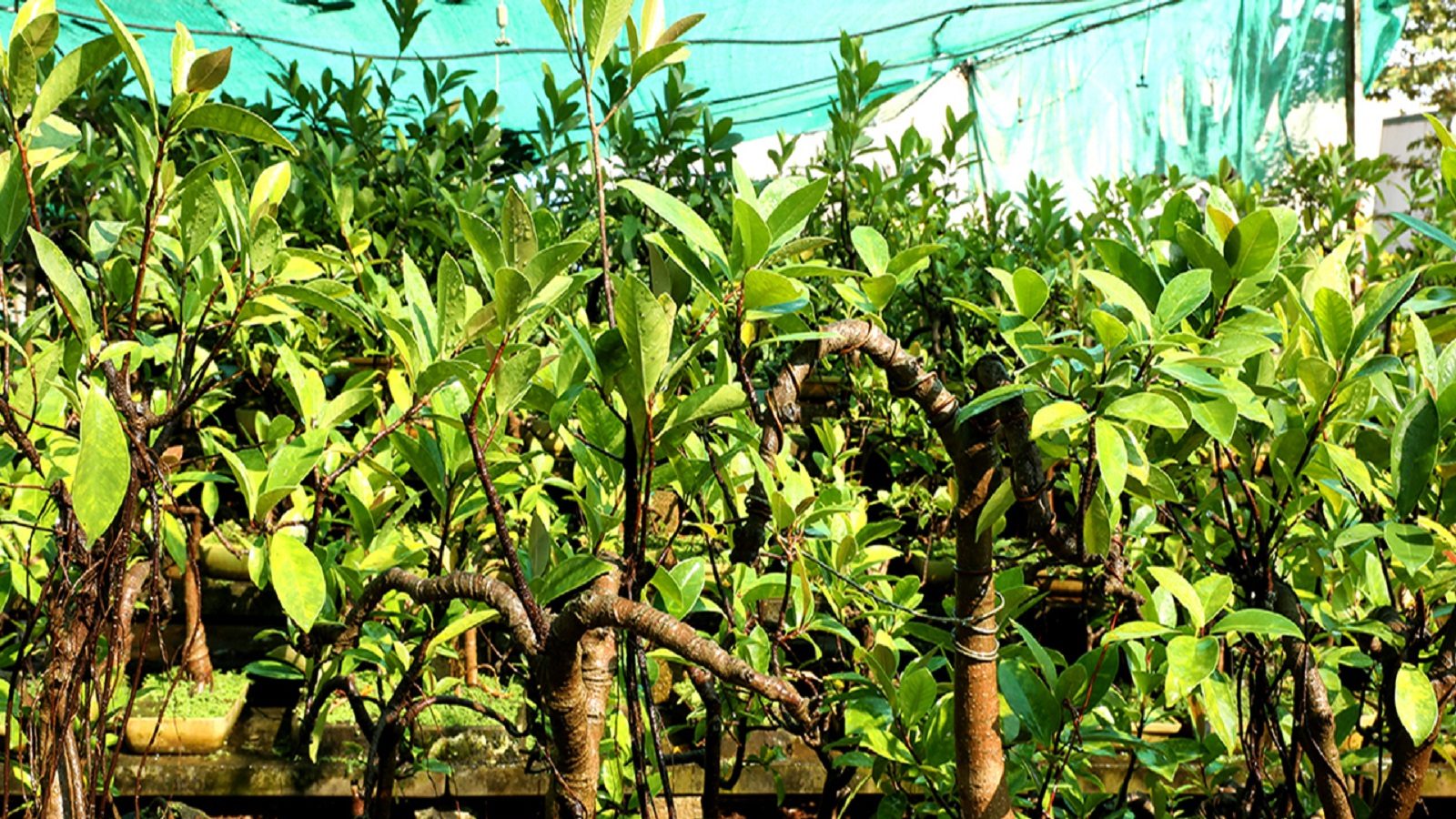 ₹20000 रुपये में शुरू करें इस पौधे की खेती, आराम से होगी 3.5 लाख की कमाई, जानिए कैसे? – start bonsai plant farming just rs 20k and get 3 lakh rupees benefits samp