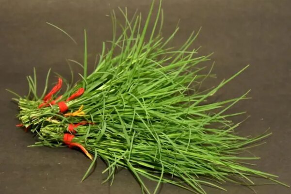 नवरात्र की पूजा में इस्तेमाल होने वाला ये घास, सेहत के लिए वरदान, चौंकाने वाले फायदे