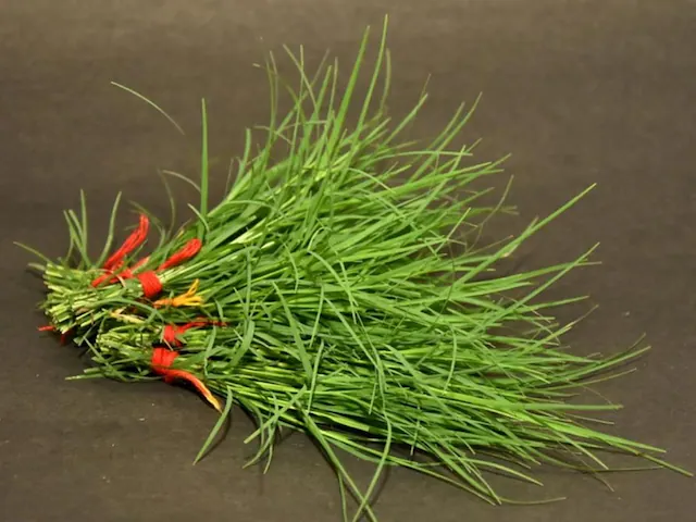 नवरात्र की पूजा में इस्तेमाल होने वाला ये घास, सेहत के लिए वरदान, चौंकाने वाले फायदे